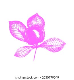 Chestnut imprint stamp pink, vector hand drawing, icon, branch with leaves and fruit, isolated on white background.