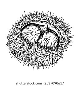 Chestnut inside a spiky shell. Intricate black and white vector hand drawn ink illustration detailed linework emphasizing the natural texture. Perfect for seasonal or nature themed designs, eco goods.