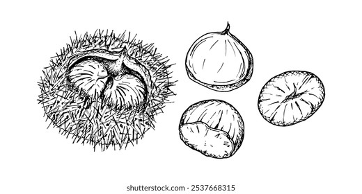 Chestnut inside a spiky shell. Intricate black and white vector hand drawn ink illustration detailed linework emphasizing the natural texture. Perfect for seasonal or nature themed designs, eco goods.