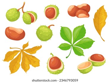 Castaño. Castañas de caricatura aisladas, castanea americana con nueces comestibles de color café y hojas de otoño, temporada de otoño de árboles silvestres botánicos, comida rústica y clara ilustración vectorial