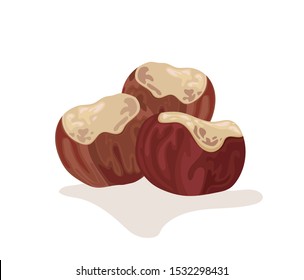 Chestnut isolated on white background. Vector illustration