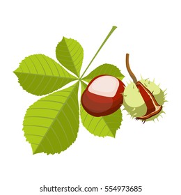 Chestnut isolated on white background. Vinous maroon fruit in spiny sharp cupule with ovate or lanceolate leaves. Realistic vector botanical illustration of horsechest plant with green foliage