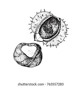 Chestnut isolated on white background. Fruit of chestnut tree hand drawn sketch.