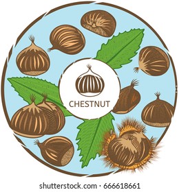 Chestnut label. Vector color engraved illustration.