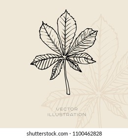 Chestnut leaf botanical illustration. Vector floral sketch 