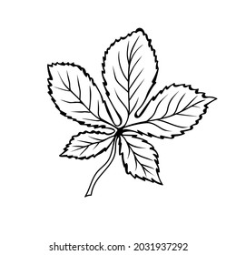 Chestnut leaf in doodle style. Botanical drawing. Element for cards, posters, stickers and professional design. Hand drawn vector illustration.