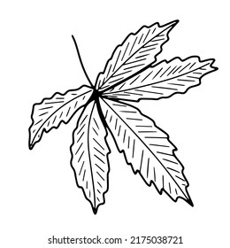 Chestnut leaf doodle vector illustration for print, coloring page