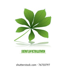 chestnut leaf illustration
