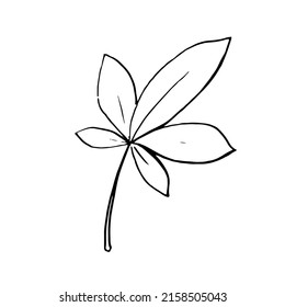 Chestnut leaf. Ink line art. Vector, isolated illustration, doodle 