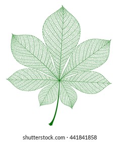 Chestnut leaf isolated. Vector green realistic illustration.