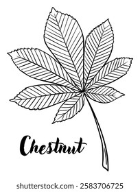 Chestnut leaf line art vector illustration. Leaves, botanical engraving element, ink, line drawing