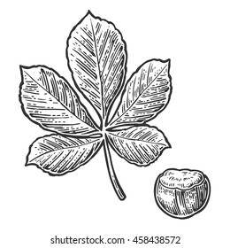 Chestnut leaf and nut. Vector vintage engraved illustration. Isolated on white background