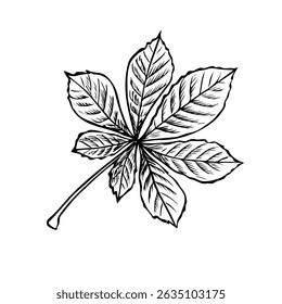 Chestnut leaf. Vector graphics. Black and white hand-drawn illustration. On a white background. Great for stickers, banners, posters and packaging, postcards and labels, prints and more
