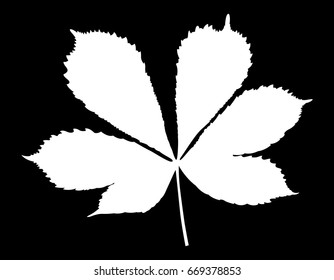 Chestnut leaf, vector icon. Isolated on black background.