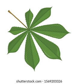 Chestnut leaf vector icon.Cartoon vector icon isolated on white background chestnut leaf .