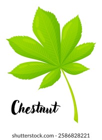 Chestnut leaf vector illustration. Leaves, botanical design element, European trees, botany, plant