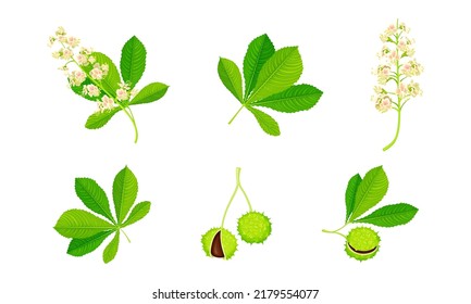 Chestnut leaves and nuts set. Edible chestnut or castanea sativa vector illustration
