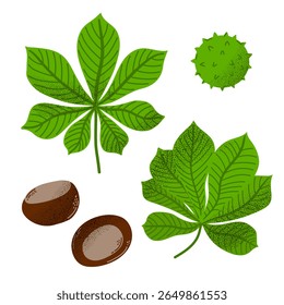 Chestnut leaves, nuts, and a spiky seed pod. Hand-drawn in flat style. Clipart for botanical, forest, autumn, or nature-themed design projects.
