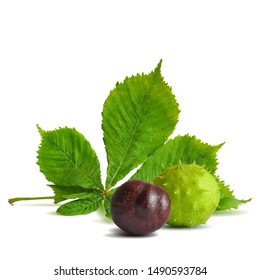 Chestnut low poly. Barbed  and strong chestnut. Beautiful chestnuts. Chestnut leaves in triangulation technique. Vector illustration.