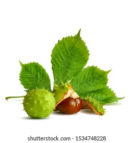 Chestnut low poly. Barbed  and strong chestnut. Beautiful chestnuts. Chestnut leaves in triangulation technique. Vector illustration.