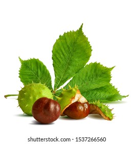 Chestnut low poly. Barbed and strong chestnut. Beautiful chestnuts. Chestnut leaves in triangulation technique. Vector illustration.