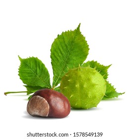 Chestnut low poly. Barbed and strong chestnut. Beautiful chestnuts. Chestnut leaves in triangulation technique. Vector illustration.