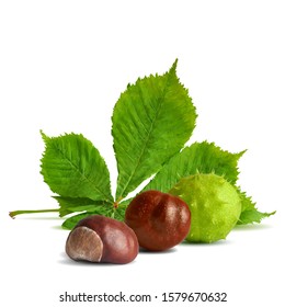 Chestnut low poly. Barbed and strong chestnut. Beautiful chestnuts. Chestnut leaves in triangulation technique. Vector illustration.