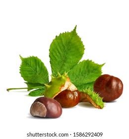 Chestnut low poly. Barbed and strong chestnut. Beautiful chestnuts. Chestnut leaves in triangulation technique. Vector illustration.