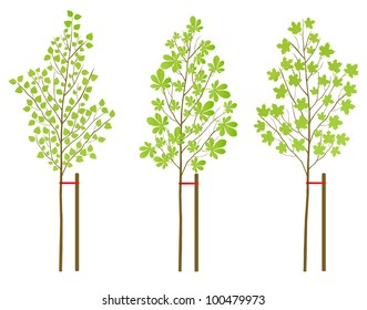 Chestnut, maple and birch tree plants vector background set