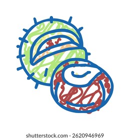 chestnut nut doodle icon sketch vector. chestnut nut sign. isolated symbol illustration