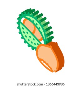 chestnut nut icon vector. isometric chestnut nut sign. color isolated symbol illustration