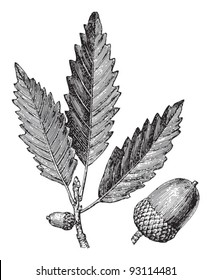 Chestnut oak (Quercus Prinus) / vintage illustration from Meyers Konversations-Lexikon 1897