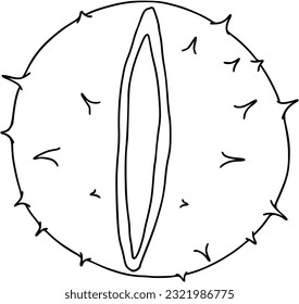 chestnut in peel fallen from tree plant nature doodle linear cartoon coloring