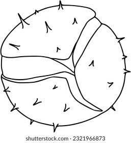 Chestnut in a peel with needles fallen from a tree plant nature doodle linear cartoon coloring