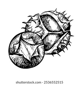 O castanheiro é descascado e frito. Gráficos vetoriais representando os frutos de castanhas maduras e torradas. Uma ilustração a preto e branco desenhada à mão. Em um fundo branco. Ótimo para embalagens e etiquetas.
