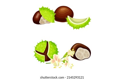 Chestnut peeled green prickly shell with nuts set. Organic medical plant vector illustration