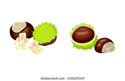 Chestnut peeled green prickly shell with healthy organic nuts vector illustration