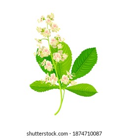 Chestnut Plant Blossoming White Flowers with Pink Blotch on Petals and Palmate Leaf Vector Illustration