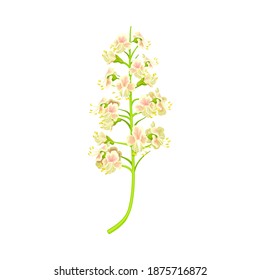 Chestnut Plant Blossoming White Flowers with Pink Blotch on Petals Vector Illustration