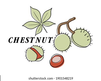 Plantas de castaño, nueces y granos de cáscara Parte de la rama de castaño con frutas, nueces en la cáscara y nueces peladas. Se puede utilizar para cafés, menús, tiendas, bares, mercados de agricultores