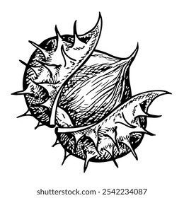 The chestnut is ripe. Vector graphics depicting the fruits of a ripe chestnut tree. A black and white hand-drawn illustration. On a white background. Great for stickers, covers, flyers and packages.