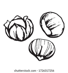 Chestnut roasted. Graphic illustration, Hand drawn sketch, handwritten text, three elements