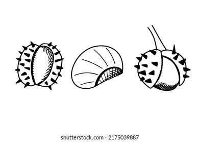 Chestnut set doodle vector illustration 