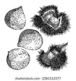 chestnut set hand drawn. chestnut food, season nut, shell raw chestnut vector sketch. isolated black illustration