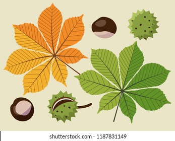 3,156 Horse Chestnut Illustration Images, Stock Photos & Vectors ...