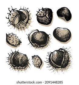 Chestnut set of vector sketches on white background. Hand drawn vector illustration. Autumn collection. Chestnuts isolated botanical illustration. 