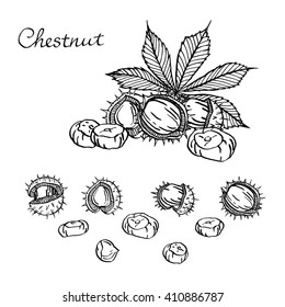 chestnut set of vector sketches on white background