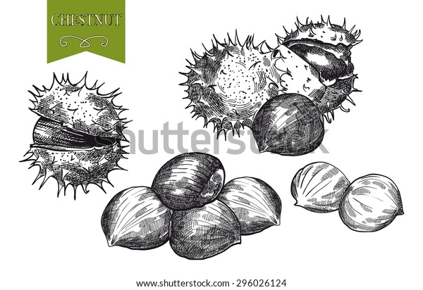 Chestnut Set Vector Sketches On White Stock Vector (Royalty Free) 296026124