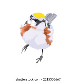 Chestnut Sided Warbler Bird Vector