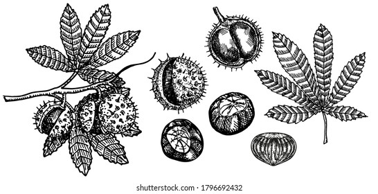 Chestnut sketch set. Chestnut tree branch. Black and white fruits and leaves of chestnut. Hand drawn vector illustration. Autumn collection. Engraving style.